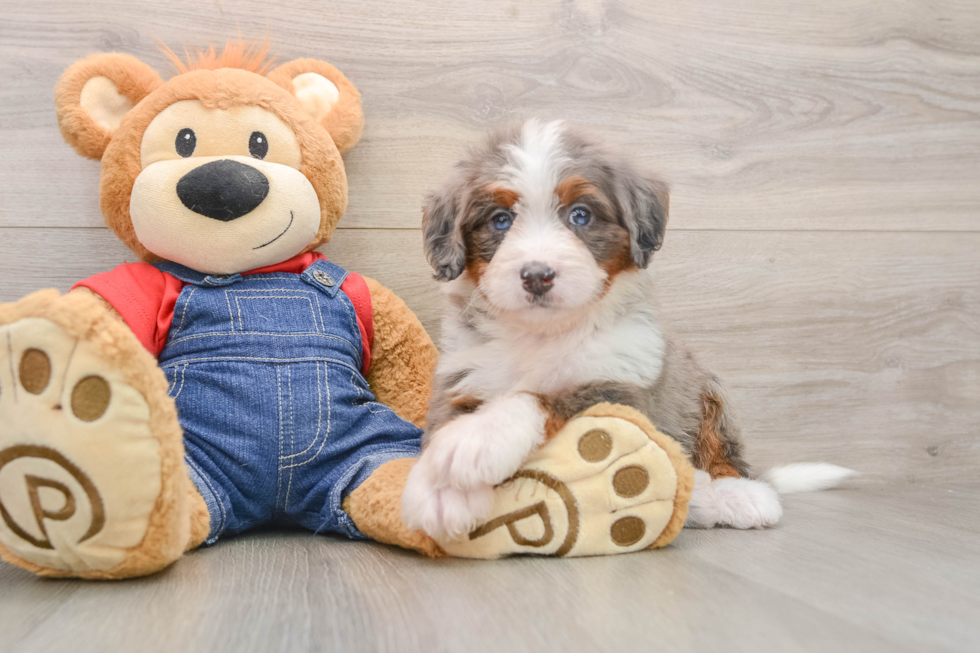 Mini Bernedoodle Puppy for Adoption