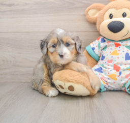 6 week old Mini Bernedoodle Puppy For Sale - Puppy Love PR