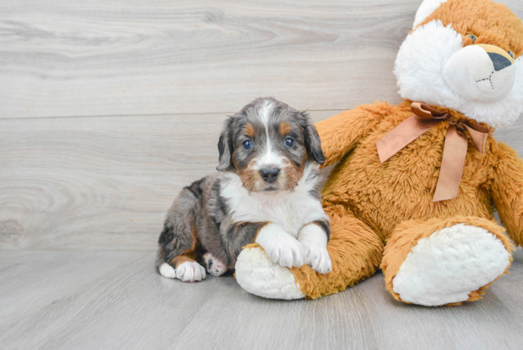 Meet Dakota - our Mini Bernedoodle Puppy Photo 1/3 - Puppy Love PR Little Mini Berniedoodle Poodle Mix Puppy