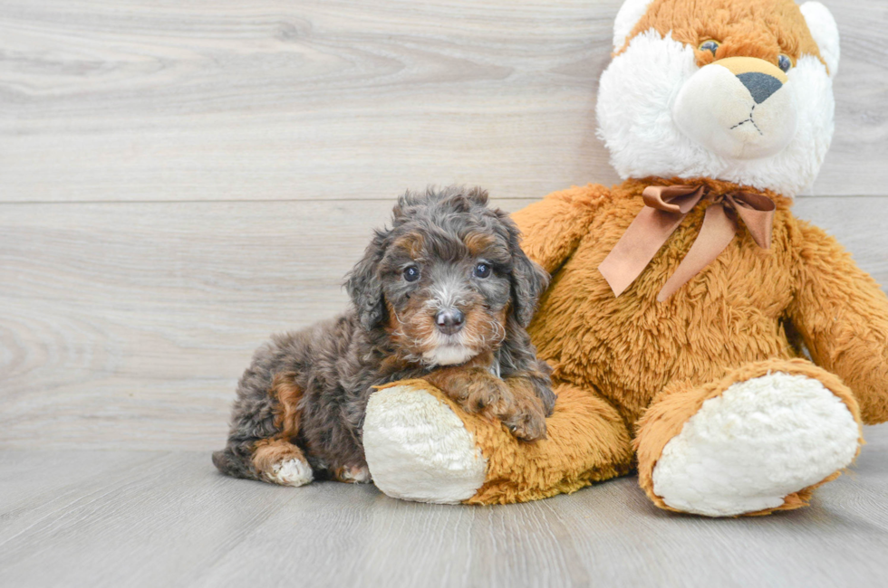 6 week old Mini Bernedoodle Puppy For Sale - Puppy Love PR