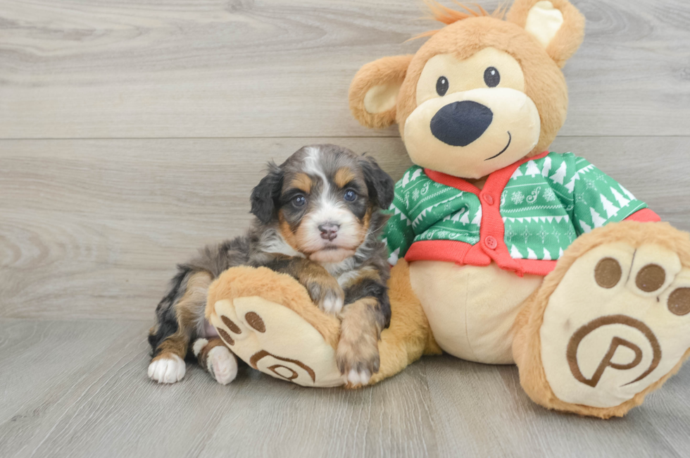 5 week old Mini Bernedoodle Puppy For Sale - Puppy Love PR