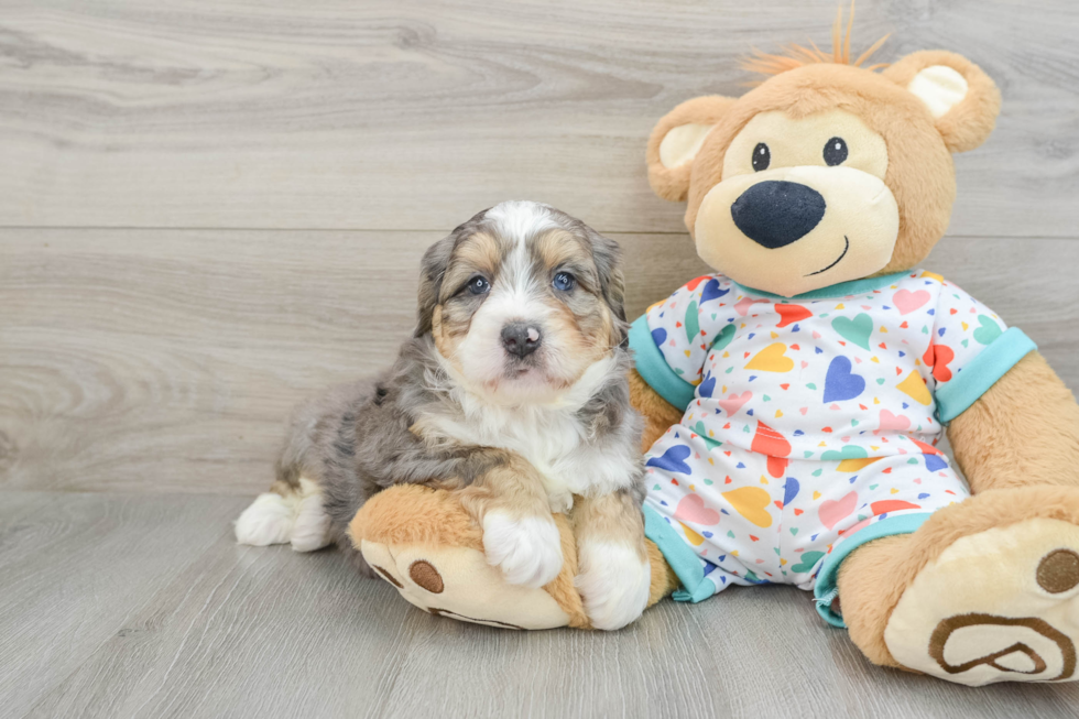 Fluffy Mini Bernedoodle Poodle Mix Pup