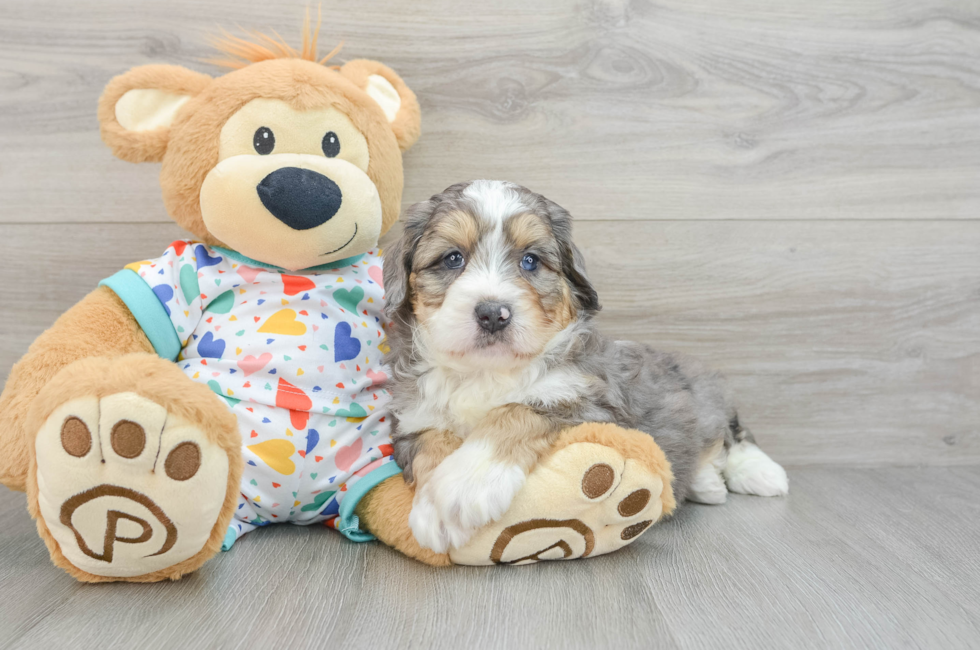 6 week old Mini Bernedoodle Puppy For Sale - Puppy Love PR