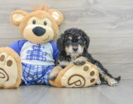 7 week old Mini Bernedoodle Puppy For Sale - Puppy Love PR