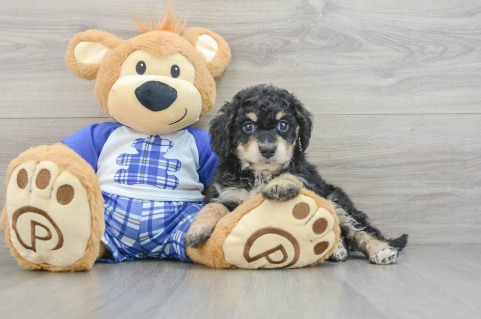 7 week old Mini Bernedoodle Puppy For Sale - Puppy Love PR