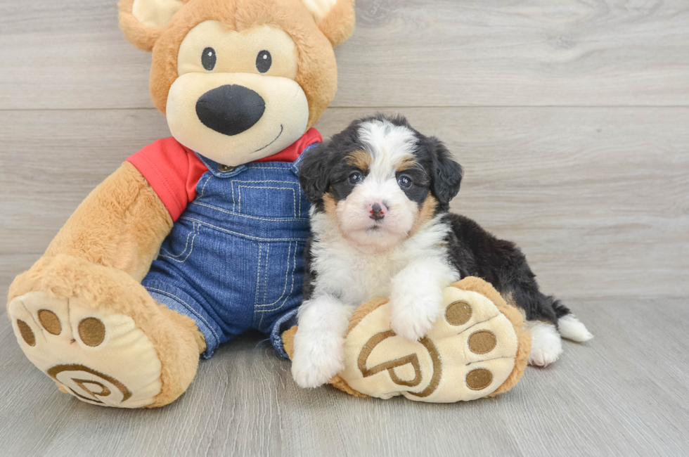 5 week old Mini Bernedoodle Puppy For Sale - Puppy Love PR