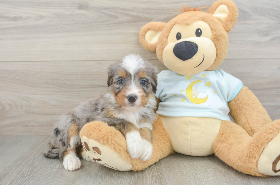 5 week old Mini Bernedoodle Puppy For Sale - Puppy Love PR