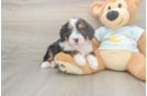 Small Mini Bernedoodle Baby