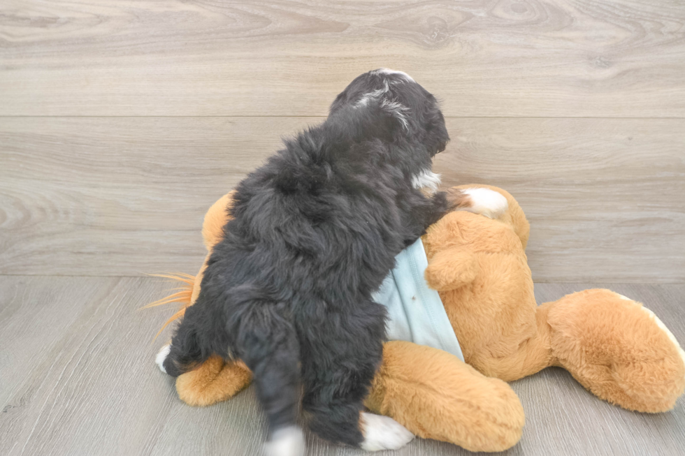 Happy Mini Bernedoodle Baby