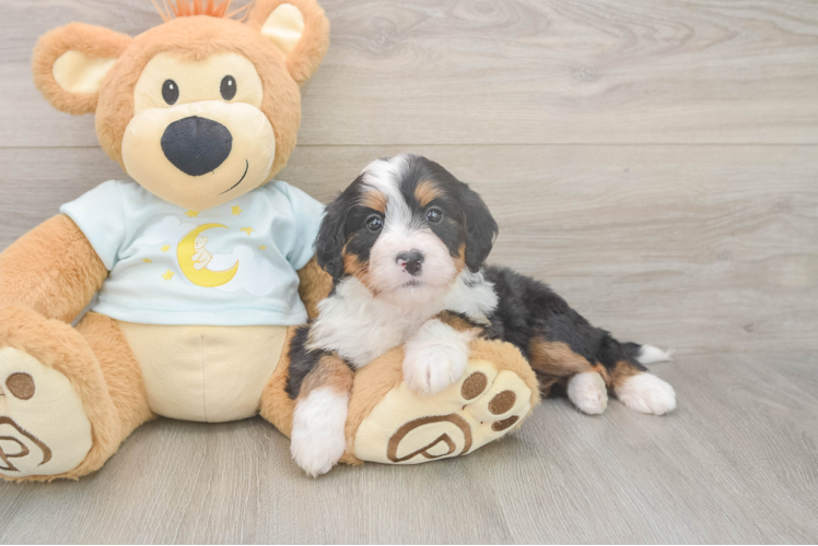 Fluffy Mini Bernedoodle Poodle Mix Pup
