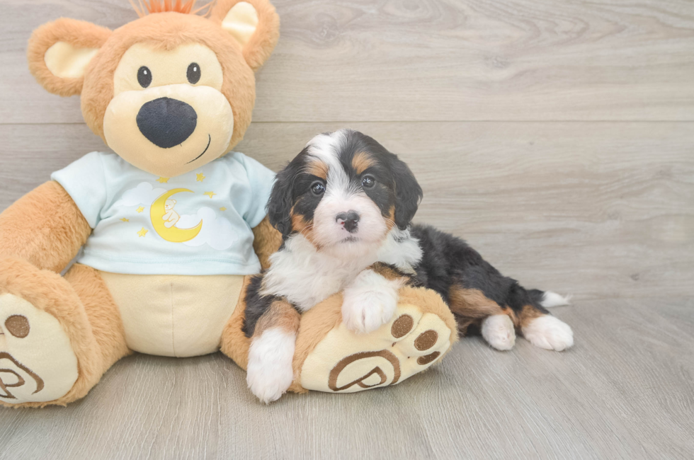 5 week old Mini Bernedoodle Puppy For Sale - Puppy Love PR