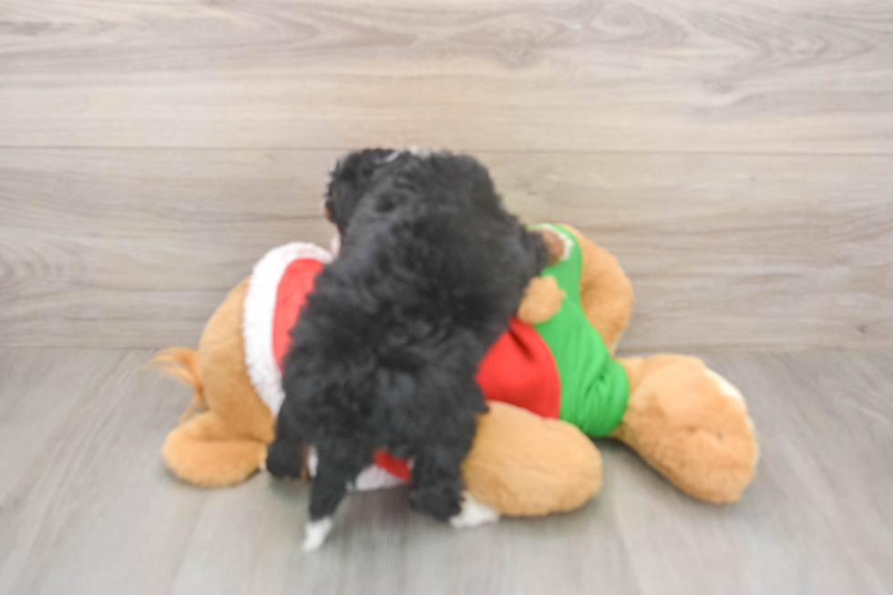 Friendly Mini Bernedoodle Baby