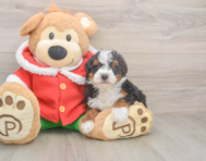 5 week old Mini Bernedoodle Puppy For Sale - Puppy Love PR