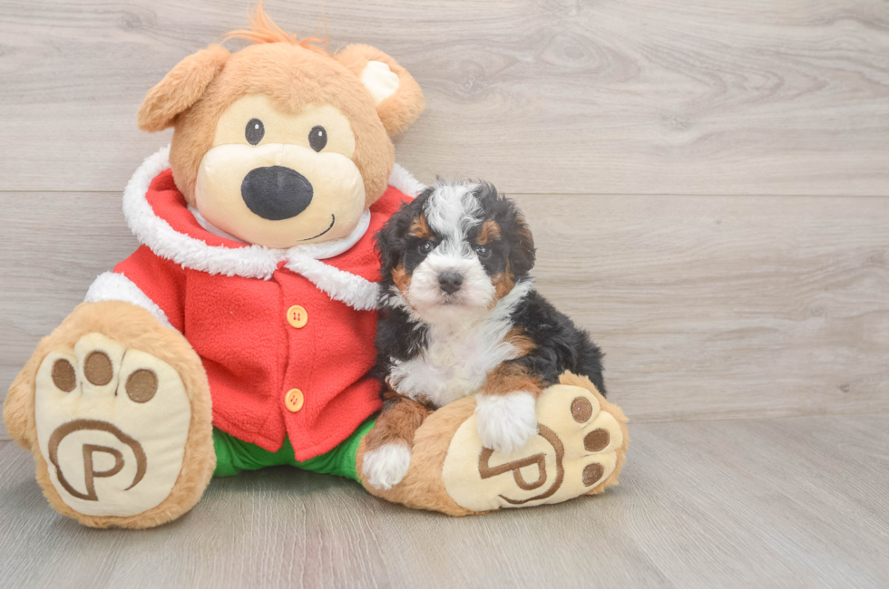 5 week old Mini Bernedoodle Puppy For Sale - Puppy Love PR