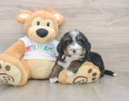 7 week old Mini Bernedoodle Puppy For Sale - Puppy Love PR