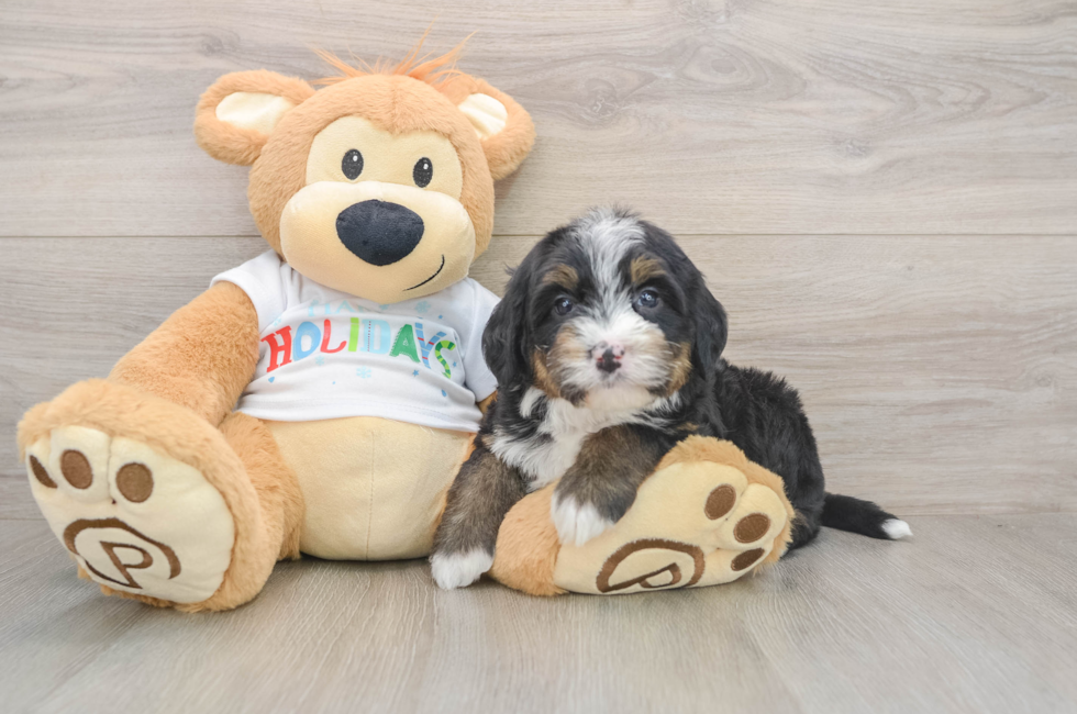 5 week old Mini Bernedoodle Puppy For Sale - Puppy Love PR