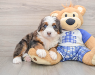 6 week old Mini Bernedoodle Puppy For Sale - Puppy Love PR