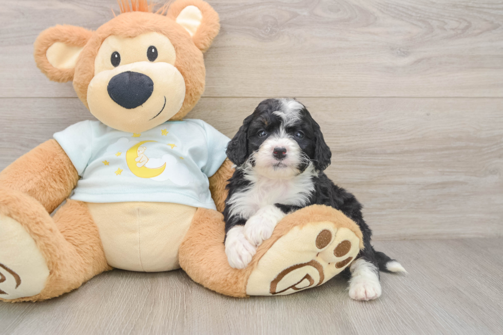 Mini Bernedoodle Puppy for Adoption