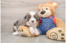 Adorable Bernese Doodle Poodle Mix Puppy