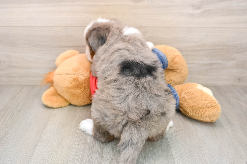 Mini Bernedoodle Pup Being Cute