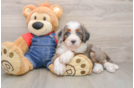 Funny Mini Bernedoodle Poodle Mix Pup