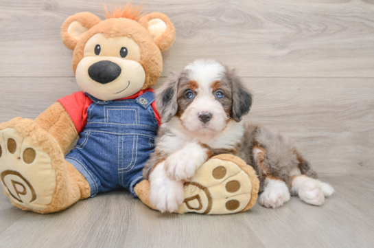 Funny Mini Bernedoodle Poodle Mix Pup