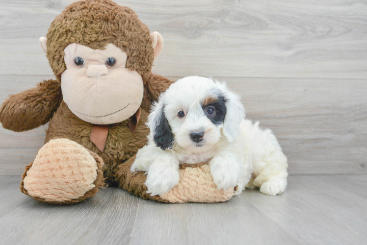 Energetic Bernadoodle Poodle Mix Puppy