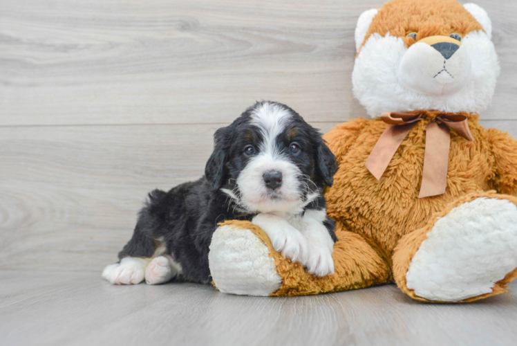 Meet Darius - our Mini Bernedoodle Puppy Photo 1/3 - Puppy Love PR Friendly Mini Bernedoodle Baby