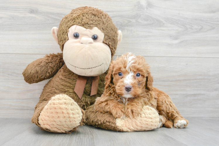 Meet Darius - our Mini Bernedoodle Puppy Photo 1/3 - Puppy Love PR Mini Bernedoodle Puppy for Adoption