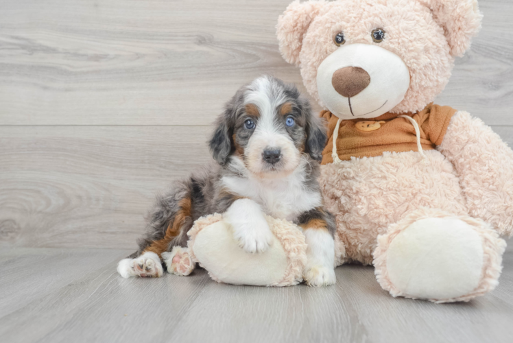 Meet Darius - our Mini Bernedoodle Puppy Photo 1/3 - Puppy Love PR Fluffy Mini Bernedoodle Poodle Mix Pup