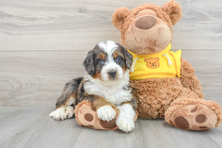 Cute Mini Bernedoodle Baby