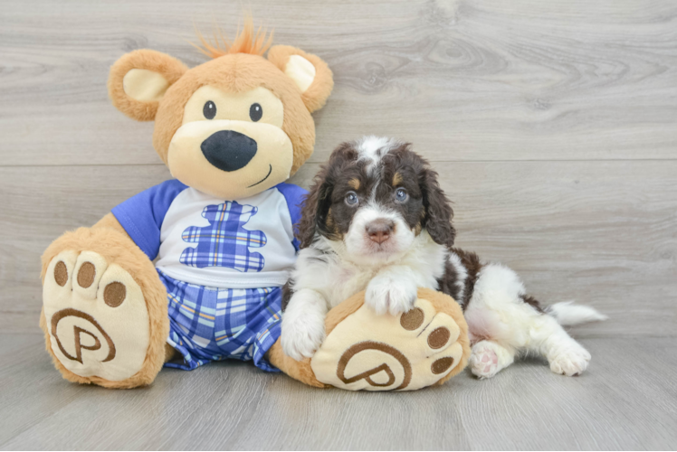 Meet Darius - our Mini Bernedoodle Puppy Photo 1/3 - Puppy Love PR Happy Mini Bernedoodle Baby