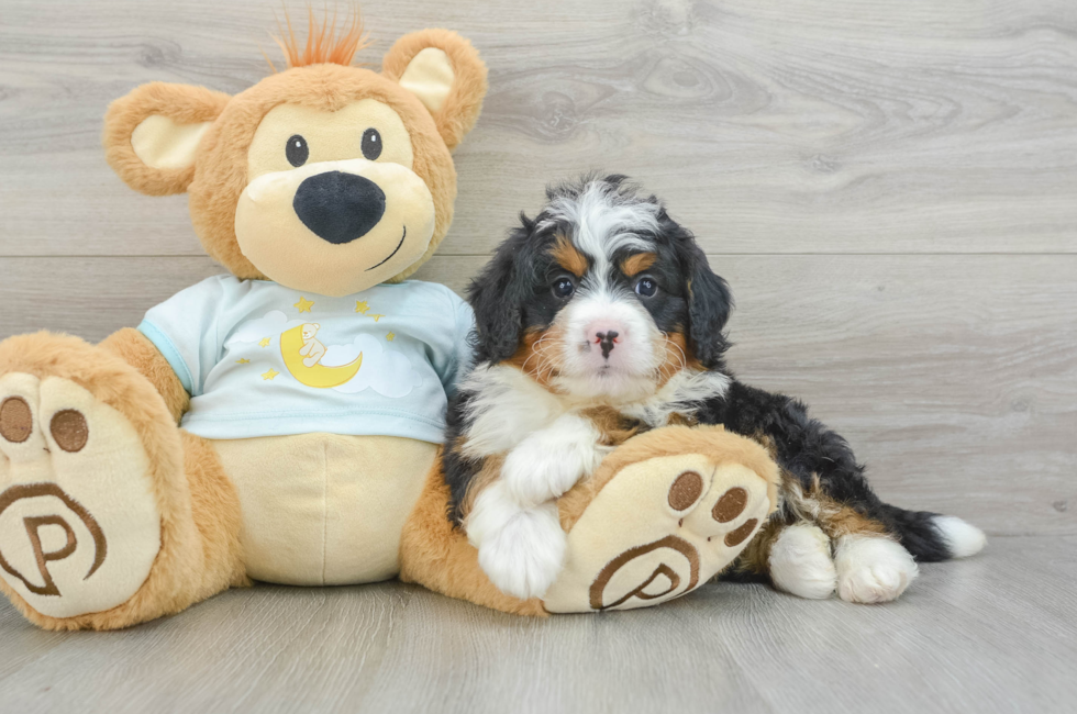 6 week old Mini Bernedoodle Puppy For Sale - Puppy Love PR