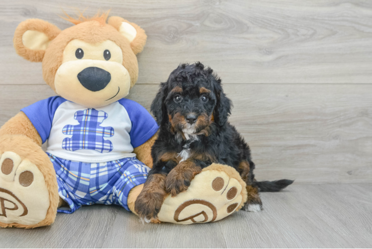 Best Mini Bernedoodle Baby
