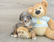 6 week old Mini Bernedoodle Puppy For Sale - Puppy Love PR