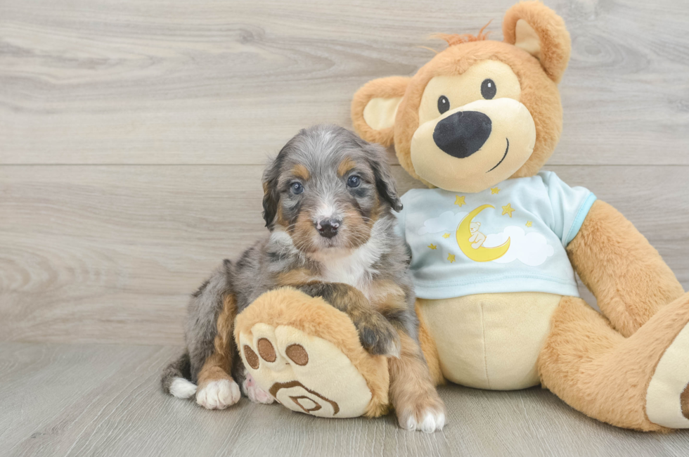 5 week old Mini Bernedoodle Puppy For Sale - Puppy Love PR