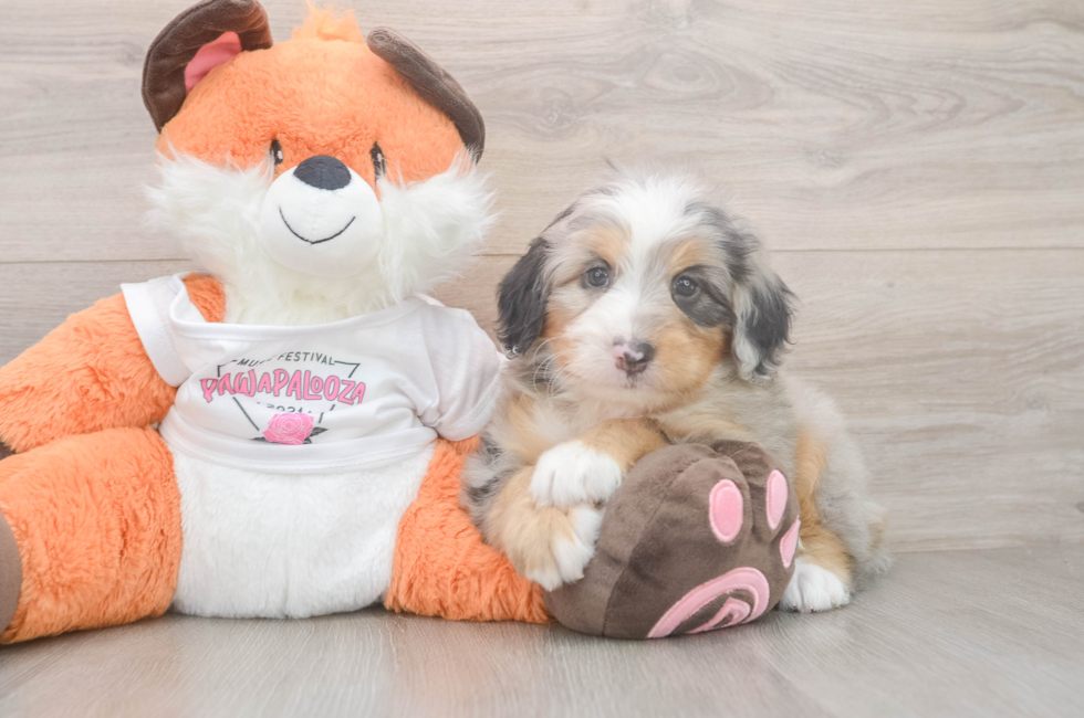 5 week old Mini Bernedoodle Puppy For Sale - Puppy Love PR