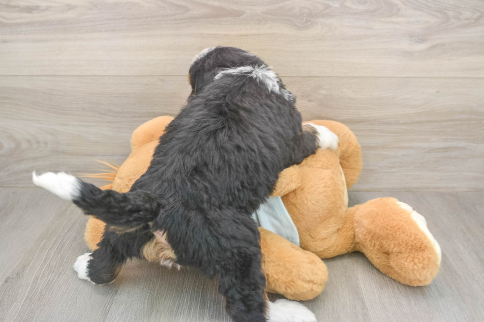 Mini Bernedoodle Pup Being Cute