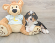 5 week old Mini Bernedoodle Puppy For Sale - Puppy Love PR