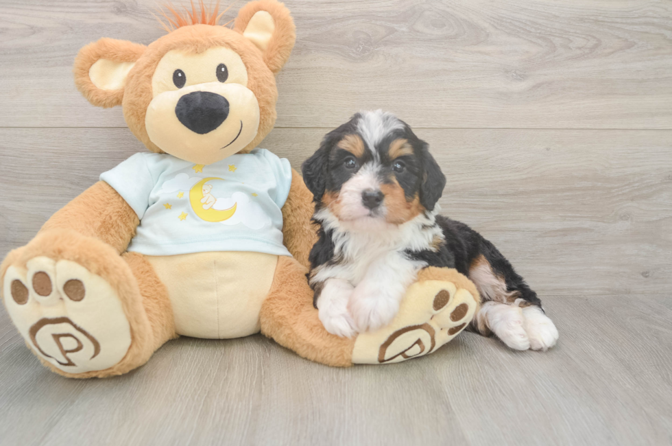 5 week old Mini Bernedoodle Puppy For Sale - Puppy Love PR