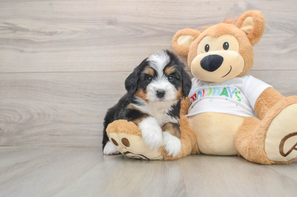 5 week old Mini Bernedoodle Puppy For Sale - Puppy Love PR
