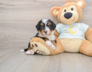 5 week old Mini Bernedoodle Puppy For Sale - Puppy Love PR
