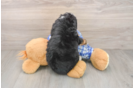 Mini Bernedoodle Puppy for Adoption
