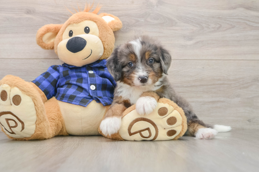 Energetic Mini Bernadoodle Poodle Mix Puppy