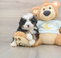 7 week old Mini Bernedoodle Puppy For Sale - Puppy Love PR