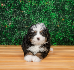 8 week old Mini Bernedoodle Puppy For Sale - Puppy Love PR