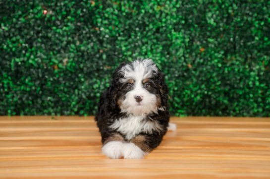 Cute Mini Bernedoodle Baby