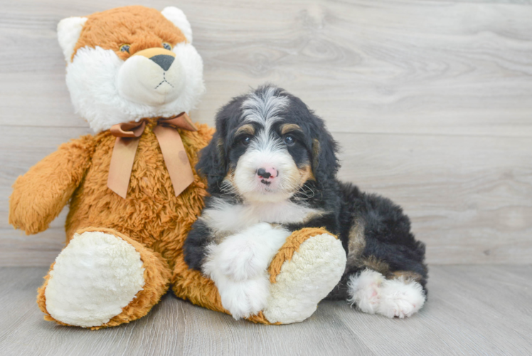 Cute Mini Bernedoodle Baby