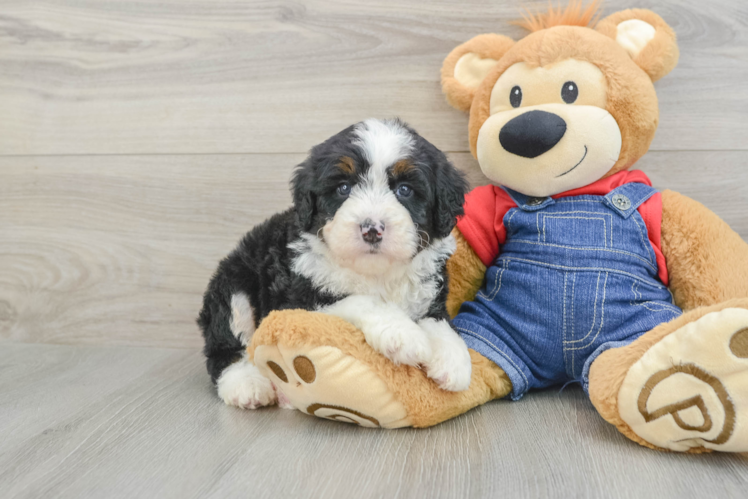 Mini Bernedoodle Puppy for Adoption