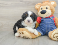 7 week old Mini Bernedoodle Puppy For Sale - Puppy Love PR